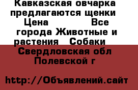 Кавказская овчарка -предлагаются щенки › Цена ­ 20 000 - Все города Животные и растения » Собаки   . Свердловская обл.,Полевской г.